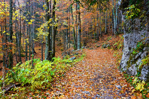 Autumn forest landscape in the National Park of Triglav  Slovenia  Europe