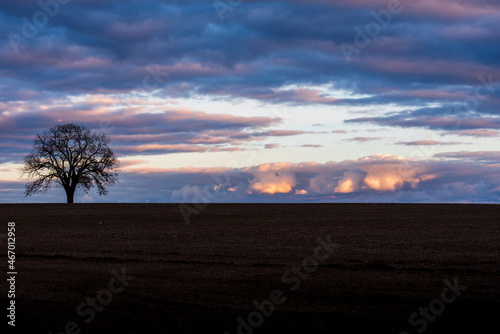 Tree in field 