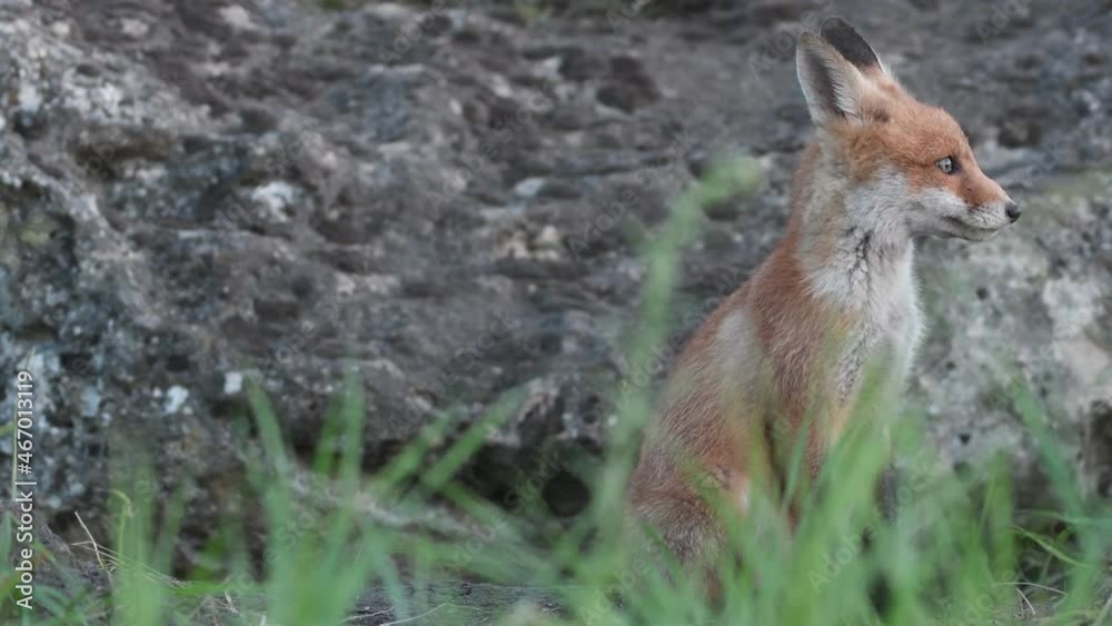 Red Fox Young Pup sitting in the grass and looks around. Vulpes vulpes. Red Fox Young Pup sitting in the grass and looks around. Vulpes vulpes.