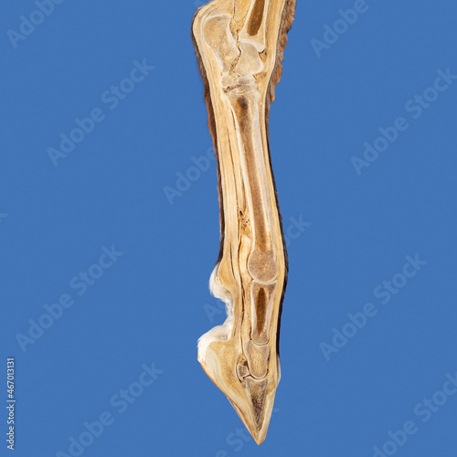 Cross section of Horse leg bones fetlock and foot photo