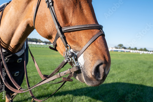 Close up of horse mouth with Bridle and reins photo