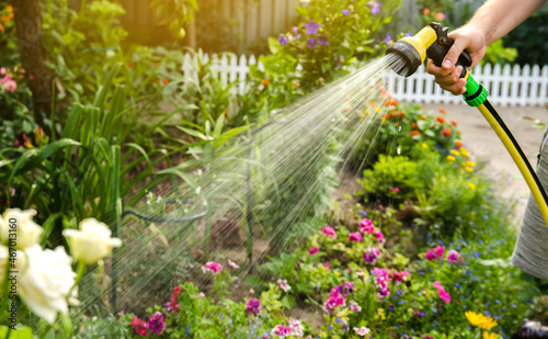 A gardener with a watering hose and a sprayer water the flowers in the garden on a summer sunny day. Sprinkler hose for irrigation plants. Gardening, growing and flower care concept. Selective focus photo