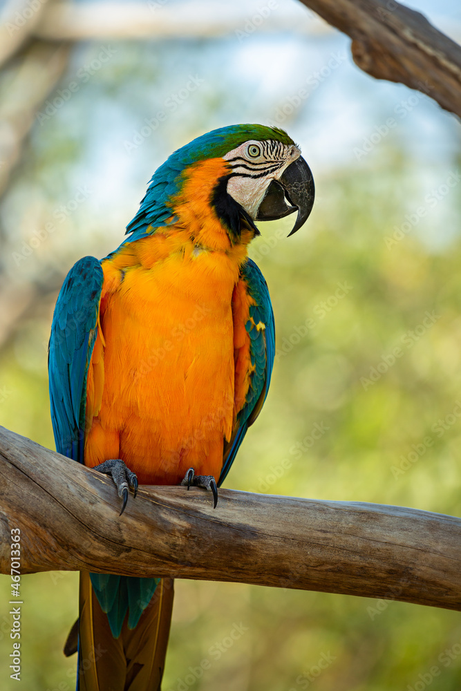 A blue and yellow macaw sits on a tree branch. Bird park in Ubud. Bali