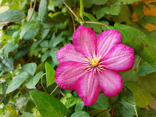 Pink flowers of morning glory on a background of foliage