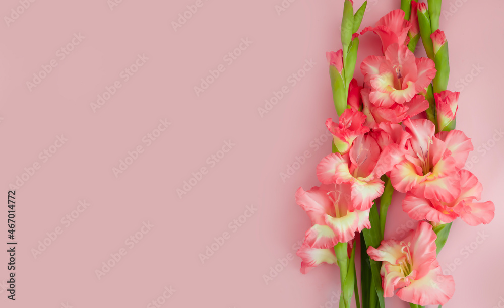 gladiolus flower on a colored background frame