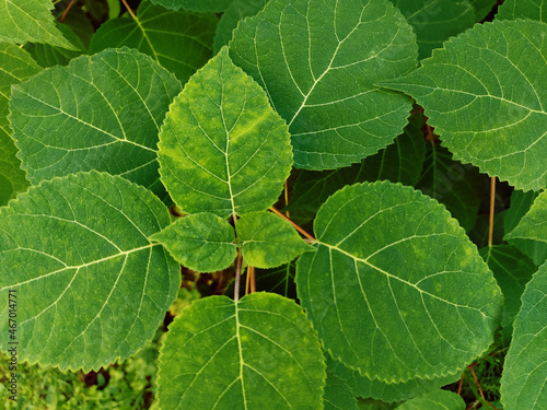 Natural background from variegated green leaves.