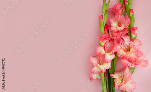 Obraz na płótnie gladiolus flower on a colored background frame