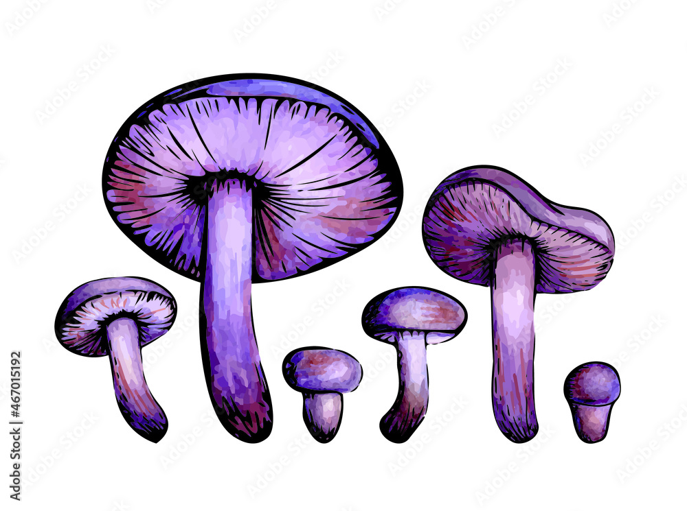 Vector illustration. Set of purple mushrooms. Watercolor lilac mushroom