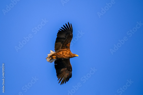 Great Steller's Sea Eagle. Wild nature. Red Book bird eagle flies spread its wings against the background of the blue sky.
