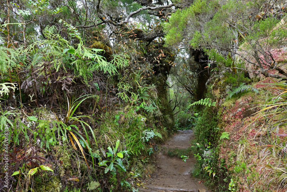 Obraz premium Trek sur l'île de le Réunion dans la plaine des Chicots dans le brouillard et la pluie (forêt tropicale et fougères arborescentes)