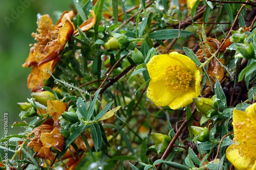 Fleur jaune (Hypericum lanceolatum), arbuste de l'ïle de la Réunion  photo