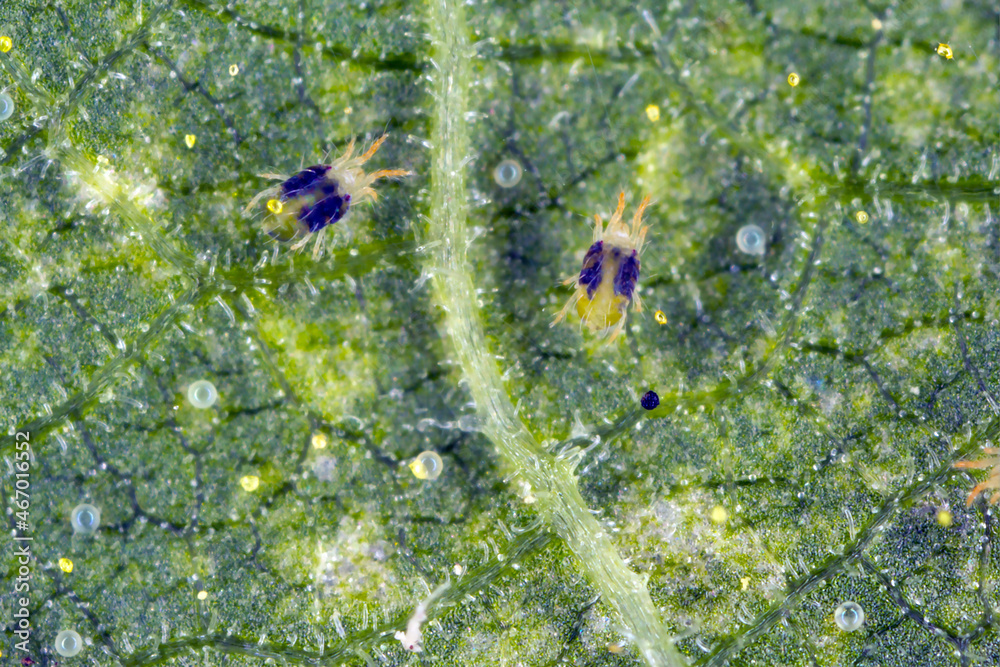 Tetranychus urticae Tetranychidae (red spider mite or two-spotted spider mite) is a species of plant-feeding mite a pest of many plants. Tetranychus urticae Tetranychidae (red spider mite or two-spotted spider mite) is a species of plant-feeding mite a pest of many plants.