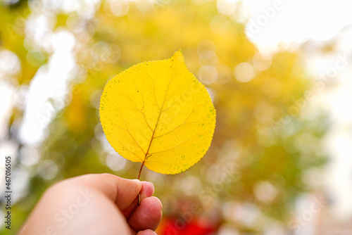 Little yellow leaves on children s hands in autumn