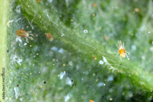 Close-up of Red spider mites (Tetranychus urticae) on leaf. Visible exuviae, eggs, faeces, cobwebs and damaged plant cells. It is a species of plant-feeding mite a pest of many plants. photo