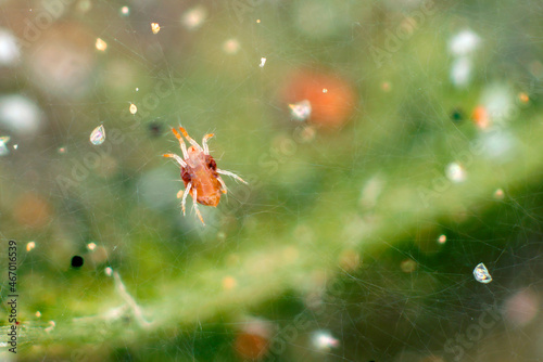 Close-up of Red spider mites (Tetranychus urticae) on leaf. Visible exuviae, eggs, faeces, cobwebs and damaged plant cells. It is a species of plant-feeding mite a pest of many plants. photo