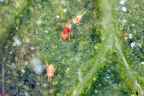 Close-up of Red spider mites (Tetranychus urticae) on leaf. Visible exuviae, eggs, faeces, cobwebs and damaged plant cells. It is a species of plant-feeding mite a pest of many plants. photo