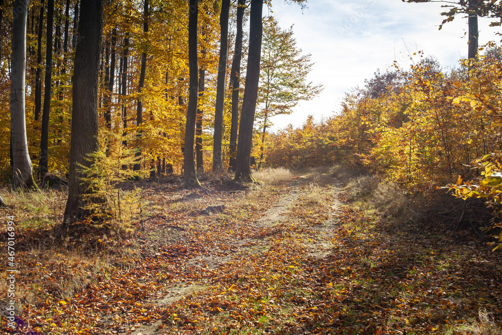 Fototapeta premium kwaśny las bukowy jesienią