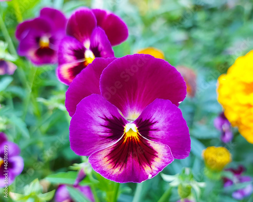 Purple pansy flowers on foliage background