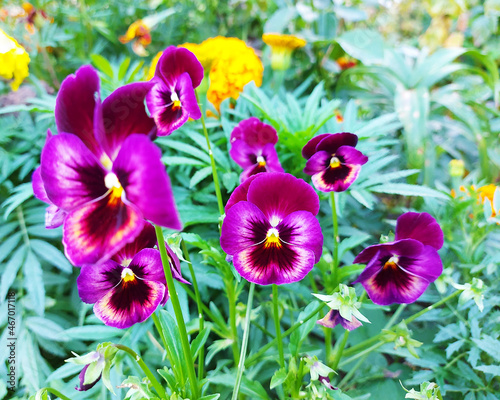 Purple pansy flowers on foliage background
