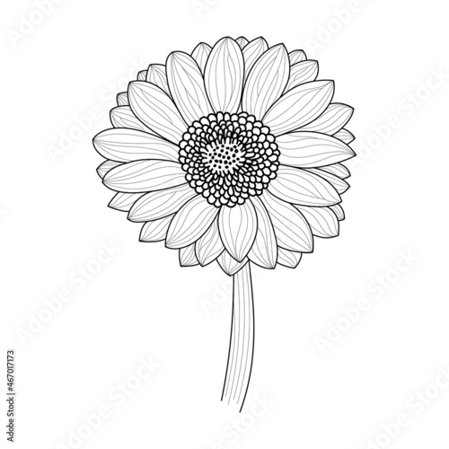 Vector line art gerbera on white background in vintage style. Black and white flower with leaves for the design of cards, websites, elegant style.