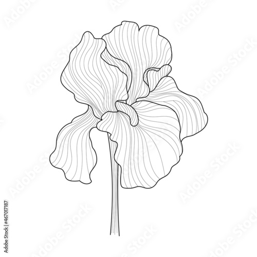 Vector line art iris on a white background in vintage style. Black and white flower with leaves for the design of cards, websites, elegant style.