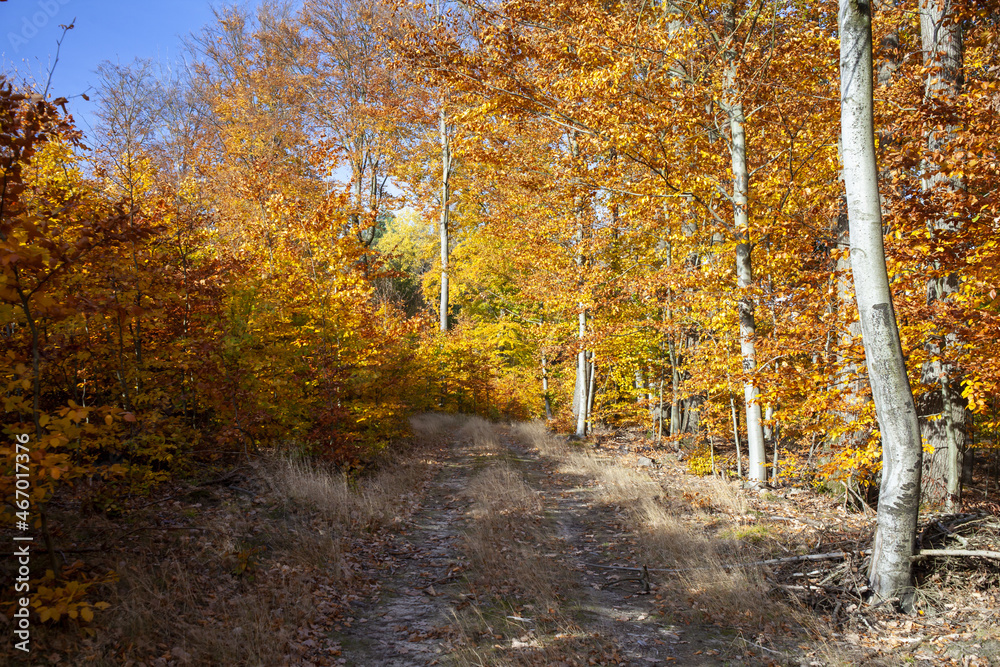Fototapeta premium kolorowe liście młodego lasu bukowego na tle niebieskiego nieba