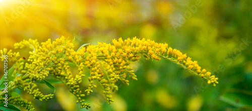Photo of yellow wild flower in the forest with sun