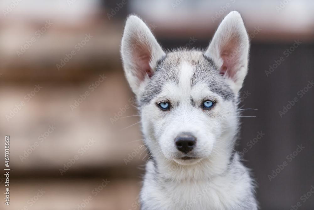 Portrait of a cute husky puppy dog in a autumnal garden outdoors