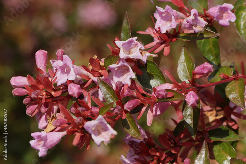 Abelia grandiflora	'Edward Goucher' aux fleurs roses photo