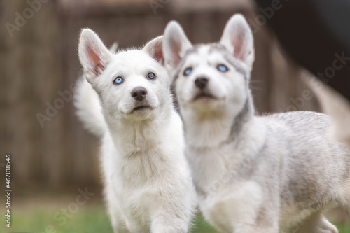 Portrait of husky puppy dogs. Littermates playing together in a garden outdoors