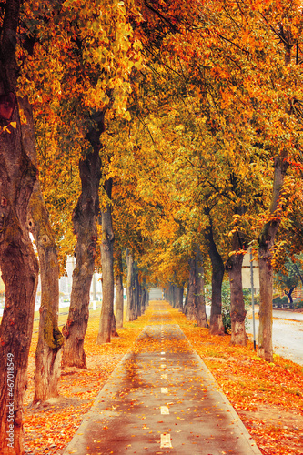 Photo of orange autumn park alley with leaves