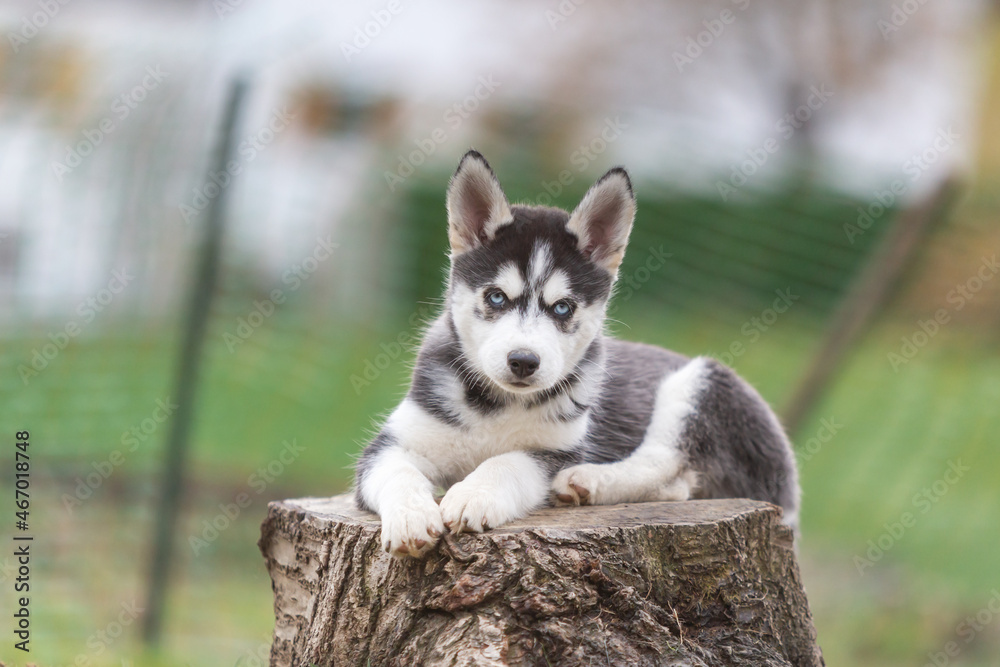 Portrait of a cute husky puppy dog in a autumnal garden outdoors Portrait of a cute husky puppy dog in a autumnal garden outdoors