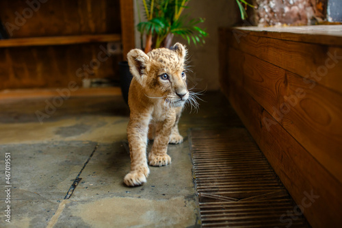 Funny lion cub looks around and walks in the room next to the flowerpot