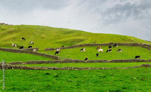 Cows in the field. Terceira Island, Azores