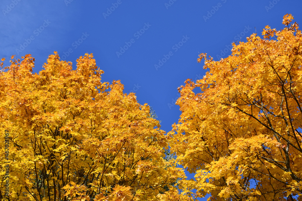 Fototapeta premium maple crown with yellow leaves on a sunny autumn day