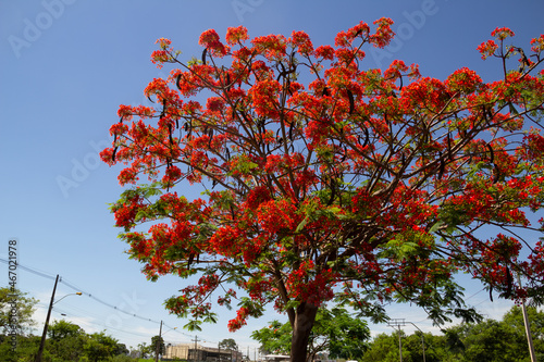 Uma árvore chamada flamboyant (Delonix regia), em flor, com o céu azul ao fundo.