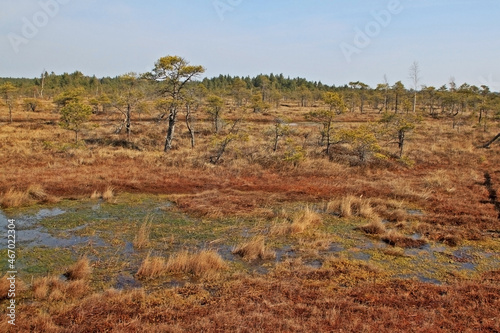 Great Ķemeri Bog in Ķemeri National Park in Latvia