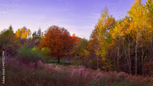 Jesienny pejzaż - pomarańczowe drzewo i złociste brzozy. 