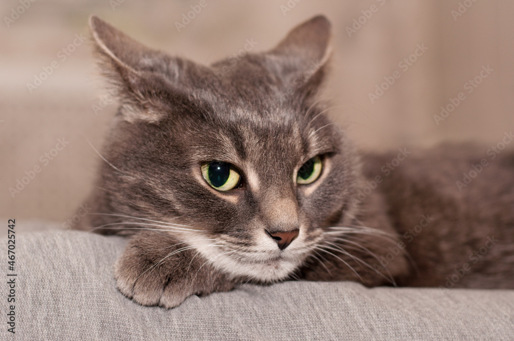 A gray tabby cat with green eyes lies on its front paw and stares away