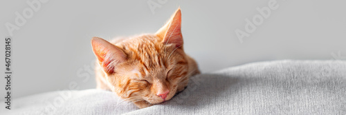 Canvastavla Cute ginger kitten sleeps