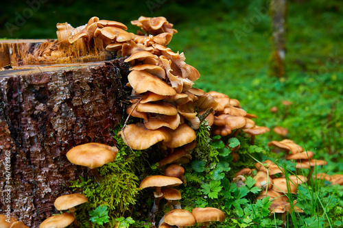 Mushrooms on dead wood, close-up. (Hallimasch)