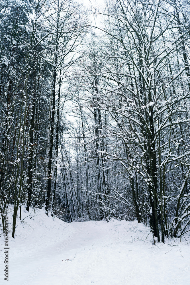 Winter landscape with snowy trees. Walk in the snowy January forest Winter landscape with snowy trees. Walk in the snowy January forest