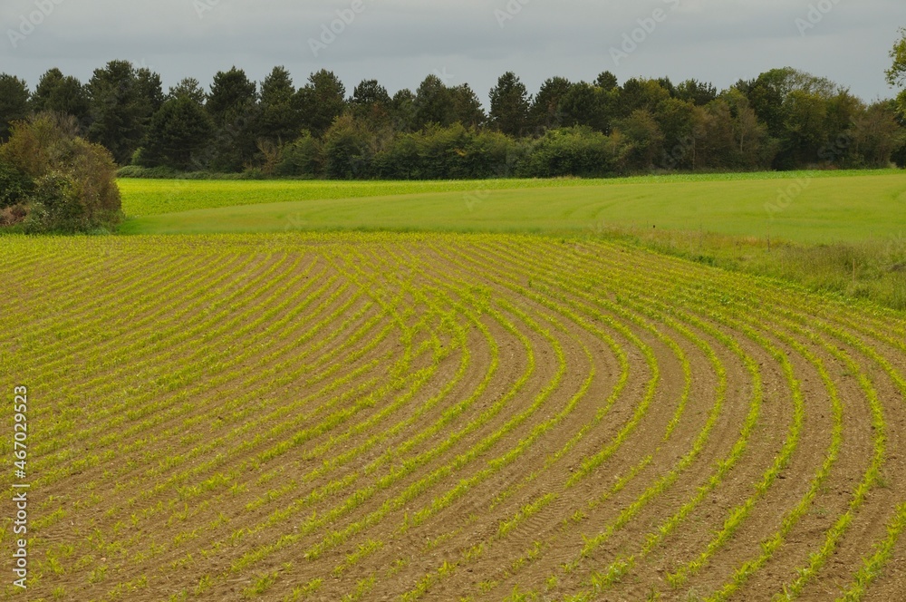 A Corn field in Brittany