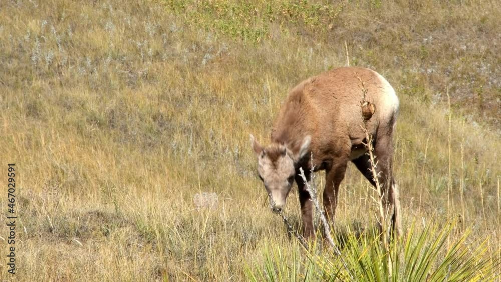 A bighorn sheep yearling is grazing on fall grasses at the Badlands National Park, South Dakota. A bighorn sheep yearling is grazing on fall grasses at the Badlands National Park, South Dakota.