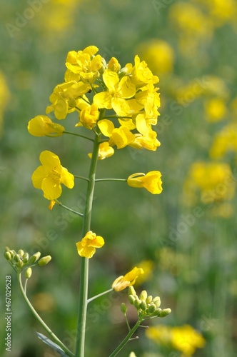 A rape field in Brittany