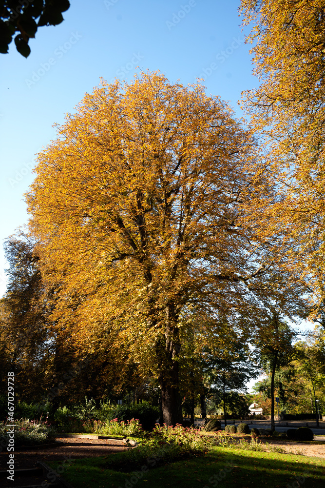 Chesnutt tree in autumn with fall color in Metz France
