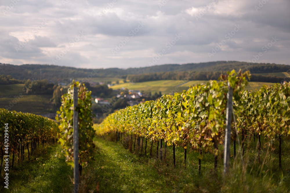 Vineyard in autumn in Germany Luxembourg France tri countries corner