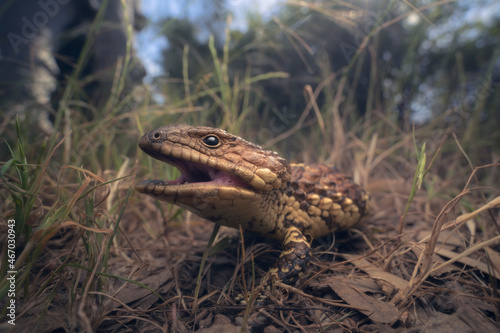 Wild shingleback lizard (Tiliqua rugosa) in grassy woodland undergrowth, Australia photo