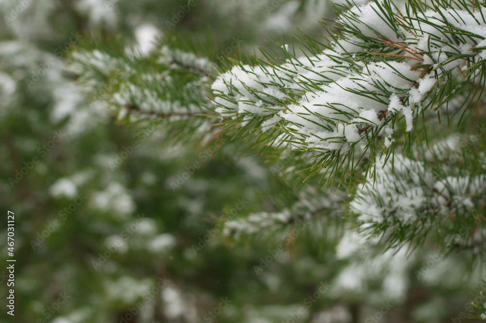 pine branches in the snow close-up on a blurry background pine branches in the snow close-up on a blurry background