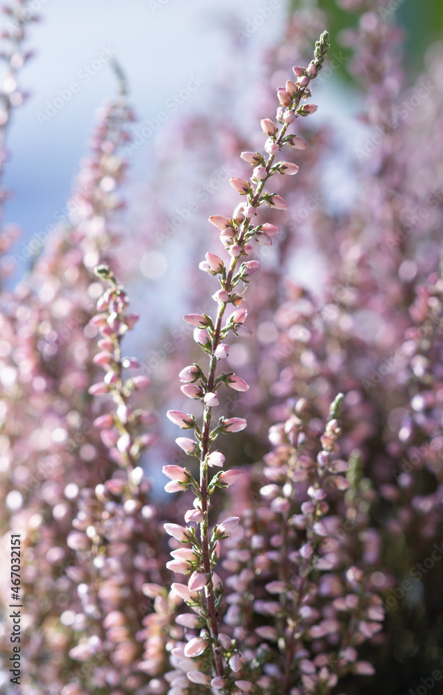pink heather close-up, bokeh in the background pink heather close-up, bokeh in the background